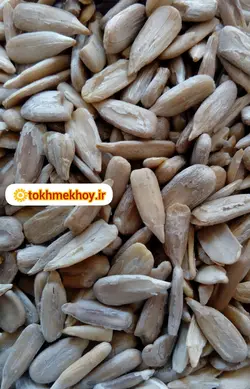 مغز تخمه آفتابگردان