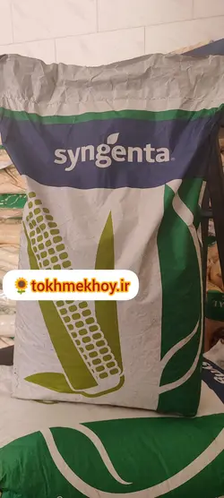 بذر ذرت دو منظوره سینجنتا