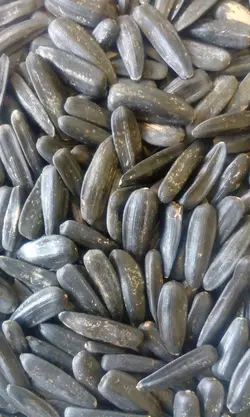 تخمه آفتابگردان شمشیری درجه دو
