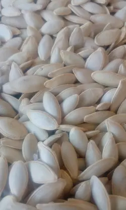 بذر تخمه کدو مشهدی آجیلی