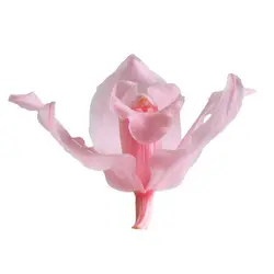 ارکیده