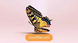 پروژه آماده افترافکت لوگو صورتی