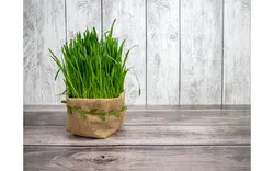 تصویر سبزه عید نوروز - Green wheat sprouts for nowruz