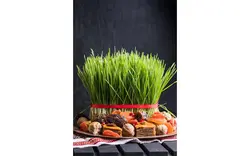 تصویر سبزه عید نوروز - Novruz setting table