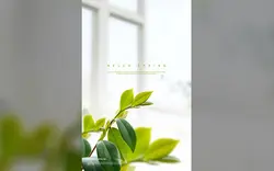 بنر و بک گراند گیاه بهار - Beautiful spring flowers background