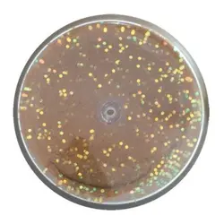 خمیر برکلی پاور بیت قزل آلا لوفاک Berkley PowerBait Trout Bait Pellet