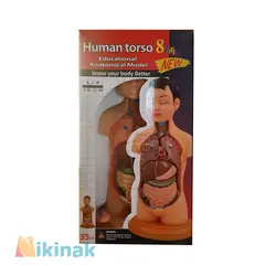 مولاژ آناتومی نیم تنه بدن انسان مدل 2020