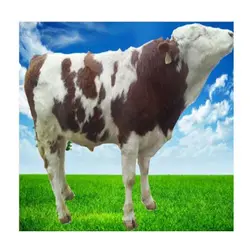 اسپرم گاو Shahan از نژاد مونت بلیارد کد (364051102317135)