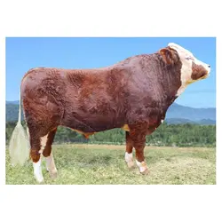 اسپرم گاو Fiona از نژاد مونت بلیارد کد (364052100022726)