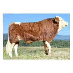 اسپرم گاو Majestic از نژاد مونت بلیارد کد (364052100022716)