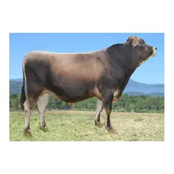 اسپرم گاو Lancer از نژاد مونت بلیارد کد (364023100147051)