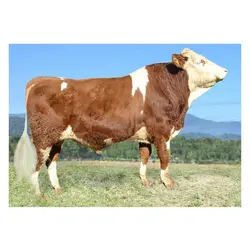 اسپرم گاو MoonLight از نژاد سیمنتال کد (364052100022708)