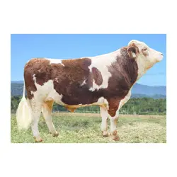 اسپرم گاو Navajo از نژاد مونت بلیارد کد (364052100022728)