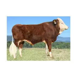 اسپرم گاو Capitan از نژاد براون سوئیس کد (364052100022730)