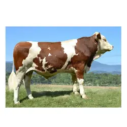 اسپرم گاو Cruiser از نژاد مونت بلیارد کد (364052100022738)