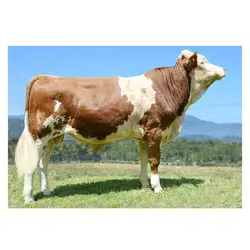 اسپرم گاو Danko از نژاد سیمنتال کد (364052100022742)