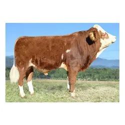 اسپرم گاو Diamond از نژاد سیمنتال کد (364052100022749)