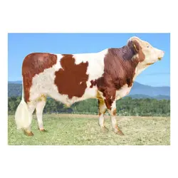 اسپرم گاو Dolly از نژاد سیمنتال کد (364052100022722)