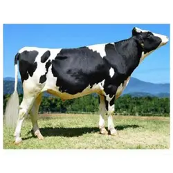 اسپرم گاو ARIAN از نژاد هلشتاین کد (289HO01100)