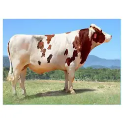 اسپرم گاو KING-RED از نژاد هلشتاین کد (364051100218320)