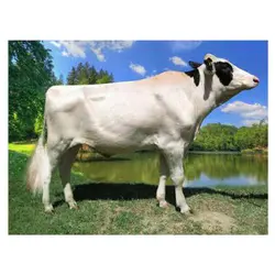 اسپرم گاو DORA از نژاد هلشتاین کد (289HO01102)