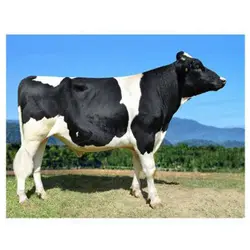 اسپرم گاو ONE TIMER از نژاد هلشتاین کد (289HO02011)