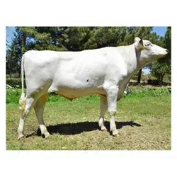 اسپرم گاو ROCKY از نژاد هلشتاین کد (289HO01128)