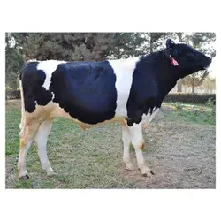 اسپرم گاو S-S-I UNITE HARRISON-ET از نژاد هلشتاین کد (289HO00058)