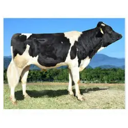 اسپرم گاو SINA از نژاد هلشتاین کد (289HO01176)