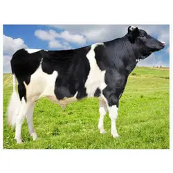 اسپرم گاو MCDAVID از نژاد هلشتاین کد (289HO02006)