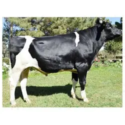 اسپرم گاو NEVADA از نژاد هلشتاین کد (289HO01118)