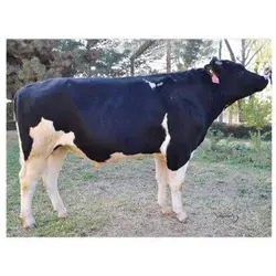 اسپرم گاو NAVILAND SSI M NORM N048-ET از نژاد هلشتاین کد (289HO00052)