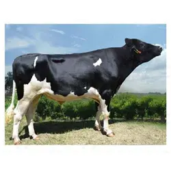 اسپرم گاو YAS از نژاد هلشتاین کد (289HO01109)