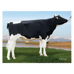 اسپرم گاو JANEIRO از نژاد هلشتاین کد (011HO15806)