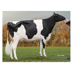 اسپرم گاو MARILION از نژاد هلشتاین (15 /09/ 2019)