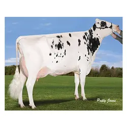 اسپرم گاو BALLISTIC از نژاد هلشتاین کد (007HO15248)