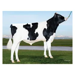 اسپرم گاو EXQUISITE از نژاد هلشتاین کد (011HO15874)