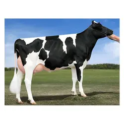 اسپرم گاو SANDSTONE از نژاد هلشتاین کد (289HO15883)