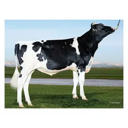 اسپرم گاو SEVERUS از نژاد هلشتاین کد (011HO15900)