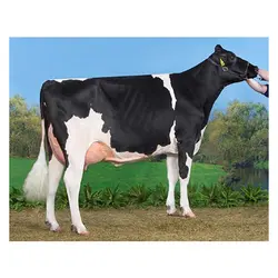 اسپرم گاو TRISKEL از نژاد هلشتاین کد (289HO15756)