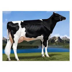 اسپرم گاو UNIQUE از نژاد هلشتاین کد (289HO01179)