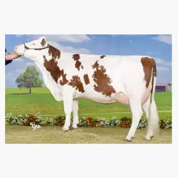 اسپرم گاو BIGMAC از نژاد مونت بیلیارد کد (FR0107025165)