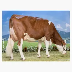 اسپرم گاو EPONA از نژاد مونت بیلیارد کد (FR0110001599)