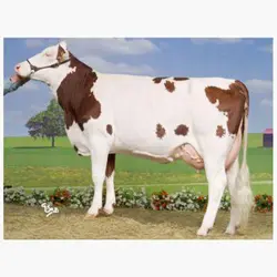 اسپرم گاو HEGALIE از نژاد مونت بیلیارد کد (FR2529818516)