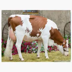 اسپرم گاو FRESH KISS از نژاد مونت بیلیارد کد (FR254883676)