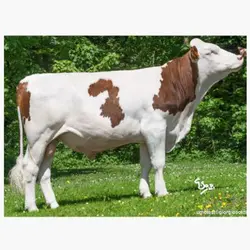 اسپرم گاو INVIVO از نژاد مونت بیلیارد کد (FR2537273114)