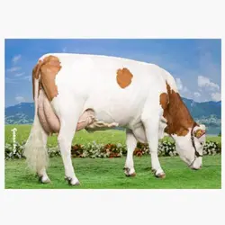 اسپرم گاو JADOR از نژاد مونت بیلیارد کد (FR8843509034)