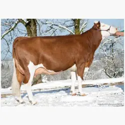 اسپرم گاو JAIMUMO از نژاد مونت بیلیارد کد (FR0114002742)