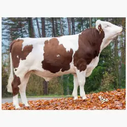 اسپرم گاو JIBICE از نژاد مونت بیلیارد کد (FR7027560058)