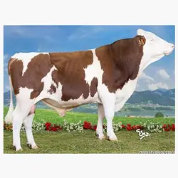 اسپرم گاو JAWAL از نژاد مونت بیلیارد کد (FR3657844211)